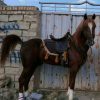 خرید اسب و فروش اسب_دلاور