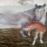 خرید اسب و فروش اسب_دریا