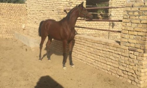 خرید اسب و فروش اسب_باران