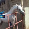 خرید اسب و فروش اسب_یزدخواست