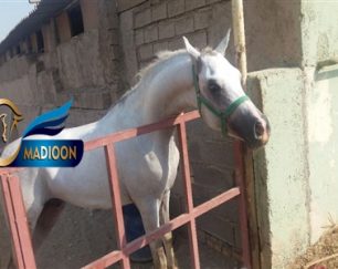 خرید اسب و فروش اسب_یزدخواست