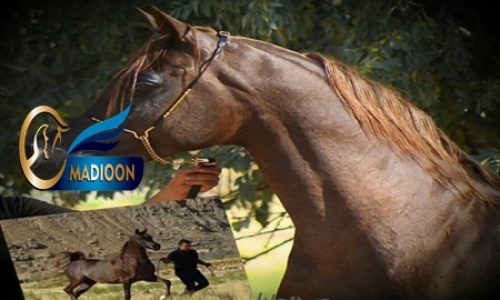 خرید اسب و فروش اسب_ولکان العلیا
