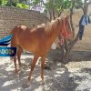 خرید اسب و فروش اسب_توسن