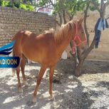 خرید اسب و فروش اسب_توسن