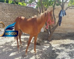 خرید اسب و فروش اسب_توسن