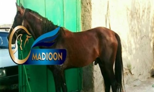 خرید اسب و فروش اسب_ اسب نریون