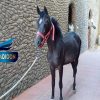 خرید اسب و فروش اسب _ترمه