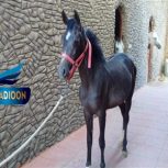 خرید اسب و فروش اسب _ترمه