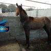 خرید اسب و فروش اسب_الماس