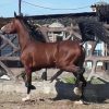 خرید اسب و فروش اسب_اسب اصیل عرب کورسی