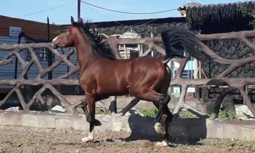 خرید اسب و فروش اسب_اسب اصیل عرب کورسی