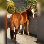 خرید اسب و فروش اسب_اسب مادیون سه سال یورقه