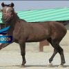 خرید اسب و فروش اسب _کژال