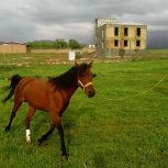 خرید اسب و فروش اسب  _ ستاره