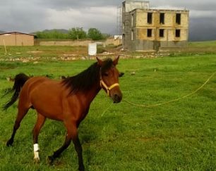 خرید اسب و فروش اسب  _ ستاره