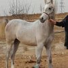 خرید اسب و فروش اسب _پاستیل