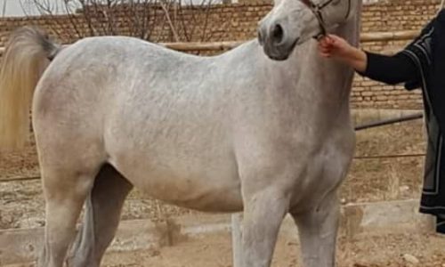 خرید اسب و فروش اسب _پاستیل