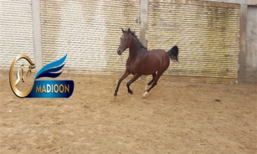خرید اسب و فروش اسب_ونوس