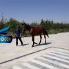 خرید اسب و فروش اسب_کره مادیون