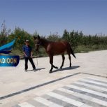 خرید اسب و فروش اسب_کره مادیون