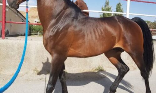 خرید اسب و فروش اسب_مارشال بن امیر