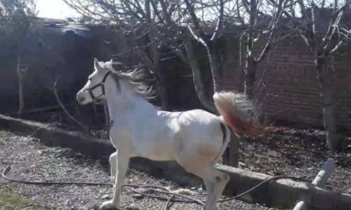 خرید اسب و فروش اسب – مادیان عرب – کرد