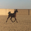 خرید اسب و فروش اسب _کره نریان عرب مدرکدار