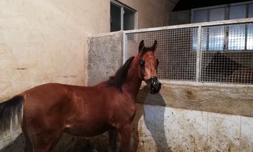 خرید اسب و فروش اسب _کره نریان عرب مدرکدار