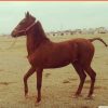 خرید اسب و فروش اسب _اسب دره شوری