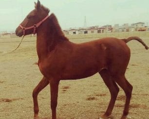 خرید اسب و فروش اسب _اسب دره شوری