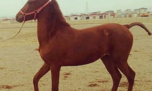 خرید اسب و فروش اسب _اسب دره شوری