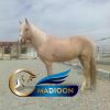 خرید اسب و فروش اسب_بی قرار