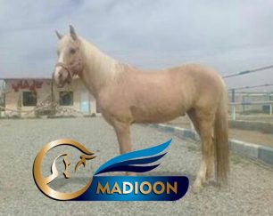 خرید اسب و فروش اسب_بی قرار