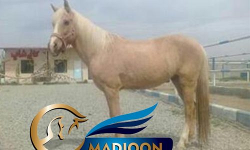 خرید اسب و فروش اسب_بی قرار