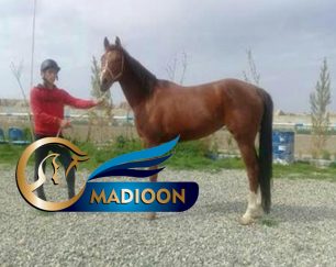 خرید اسب و فروش اسب_ سلنا