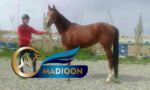 خرید اسب و فروش اسب_ سلنا
