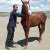 خرید اسب و فروش اسب_اسب نریان