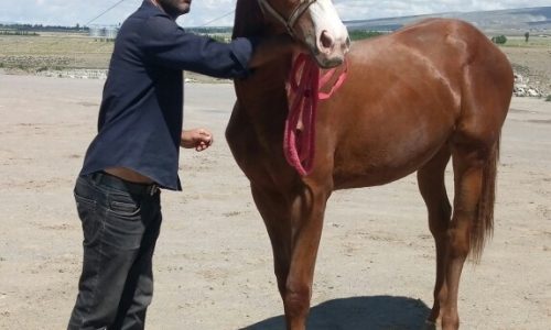 خرید اسب و فروش اسب_اسب نریان