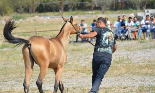 خرید اسب و فروش اسب _ گلداستار