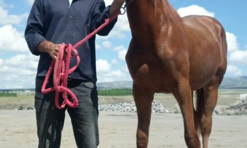 خرید اسب و فروش اسب_اسب نریان