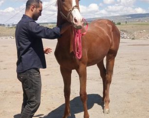 خرید اسب و فروش اسب_اسب نریان
