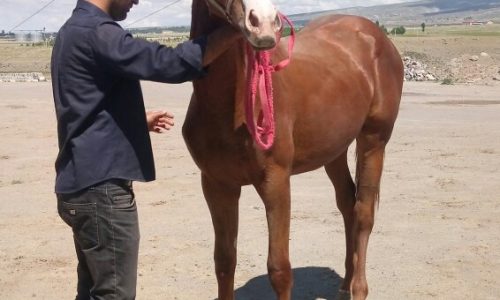 خرید اسب و فروش اسب_اسب نریان