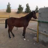 خرید اسب و فروش اسب_سحر