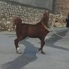 خرید اسب و فروش اسب _ سیلمی عقاب مهشید