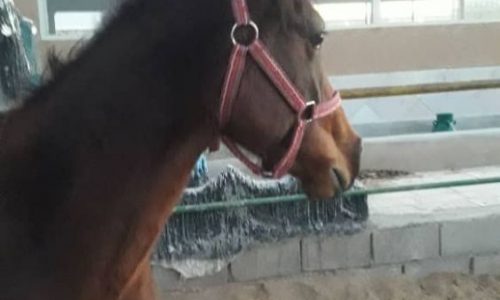خرید اسب و فروش اسب_سحر