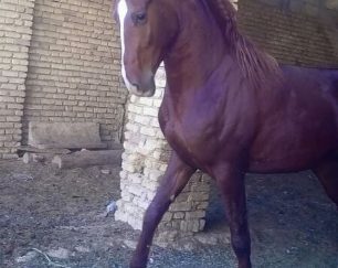خرید اسب و فروش اسب _ سیلمی عقاب مهشید