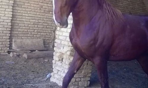خرید اسب و فروش اسب _ سیلمی عقاب مهشید