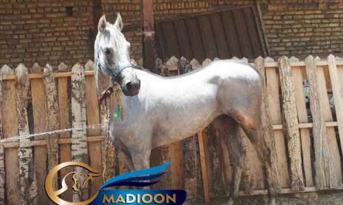 خرید اسب و فروش اسب_ اسب عرب مصری