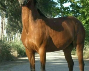 خرید اسب و فروش اسب_وِرونا مرندی