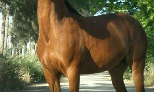 خرید اسب و فروش اسب_وِرونا مرندی